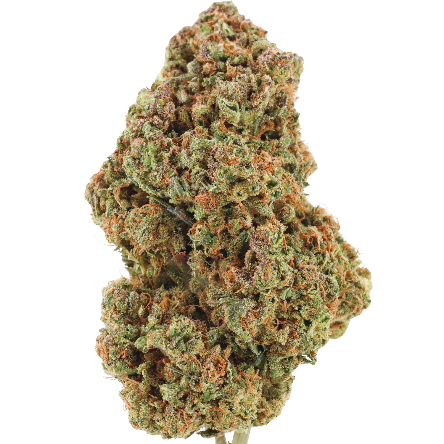 Sativa